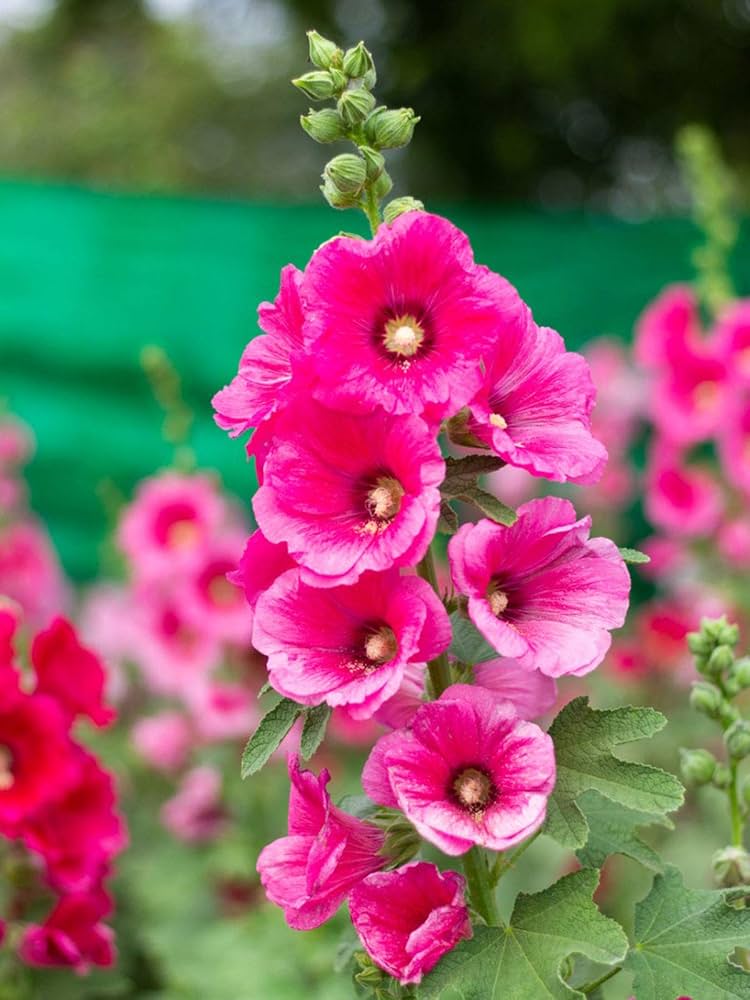 Hollyhock (flower Alcea rosea pink) for planting in garden